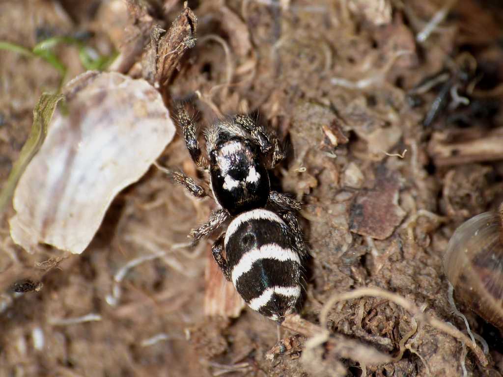 Salticus sp. - Tolfa (RM)